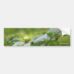 Bildekal för foto för vitDogwoodblomma