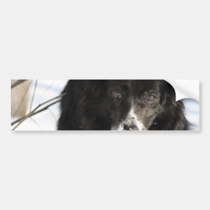 Bildekal för gränsColliehund