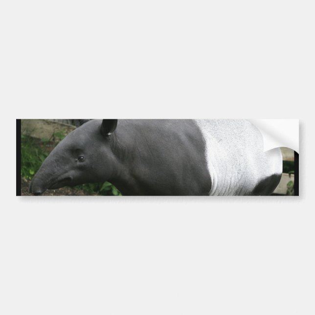 Bildekal för Malayan Tapir (Framsidan)