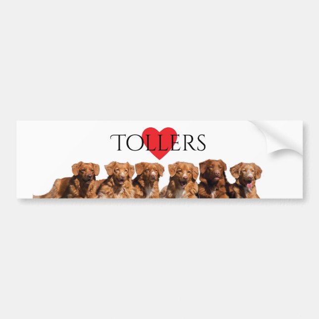 Bildekal för Retriever för Nova Scotia anka (Framsidan)