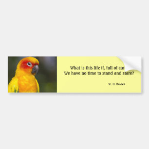 Bildekal för solConure papegoja (med text)