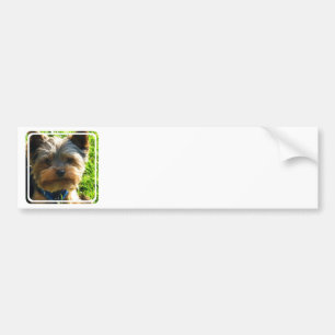 Bildekal för Yorkshire Terrier