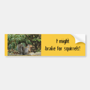 Bildekal om ekorrar