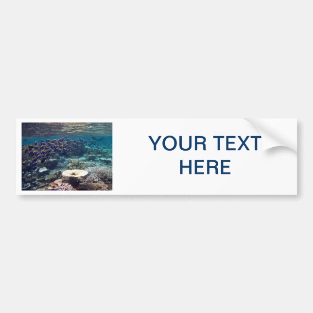 Bildekalet - pudra blåttkirurgfisken bildekal (Framsidan)