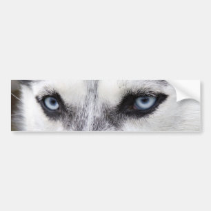 BILDEKALHUSKY BILDEKAL