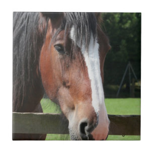 Bilden av en inkvarterahäst belägger med tegel kakelplatta