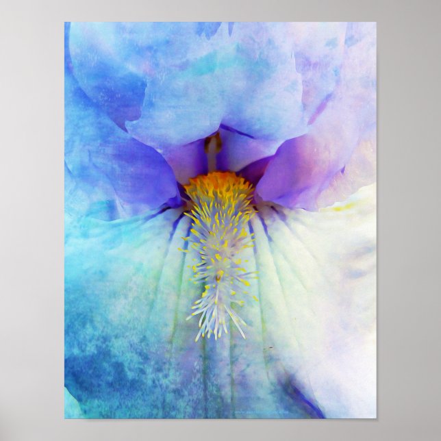 Bilder av iris Flower Macro Photogratographic Wall Poster (Framsidan)