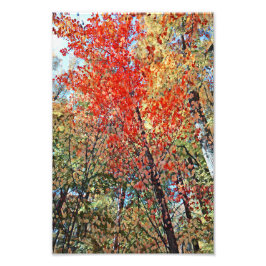 Bilder från Hösten Träd Fototryck