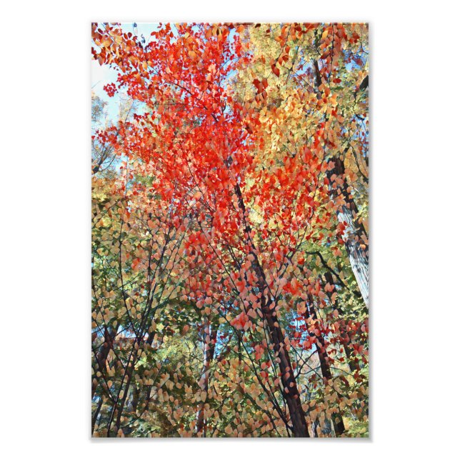 Bilder från Hösten Träd Fototryck (Framsidan)