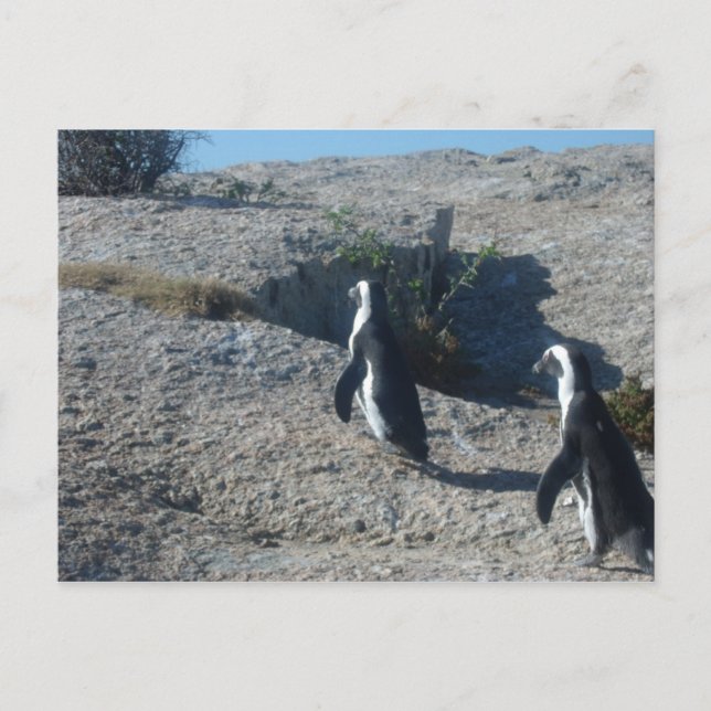 Bilder i Cape Town Boulders Beach Vykort (Framsida)
