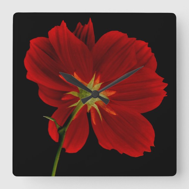 Bilder i mörkret/Röda Gerbera Fotografi Fyrkantig Klocka (Framsida)