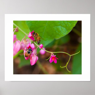 Bilder på bin på ljusa korallvinblommor poster