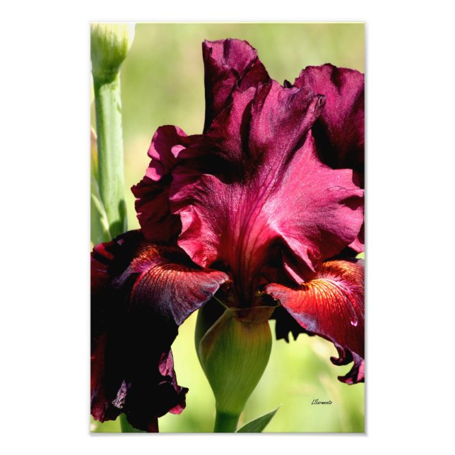Bildobjekt för Burgundy/red Iris Fototryck (Framsidan)