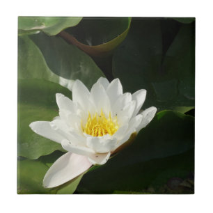 Bildruta för vit Lotus Blommigt Kakelplatta