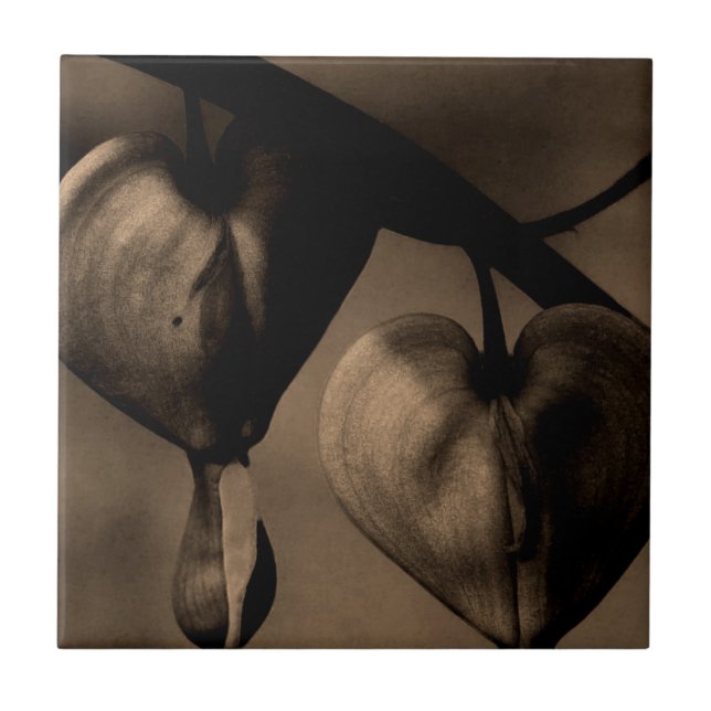 Bildsfoto av asiatisk halmbrytande lamprocapnos kakelplatta (Framsidan)