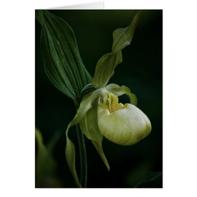 Bildskärmskort för gult OBS kort (Framsidan)