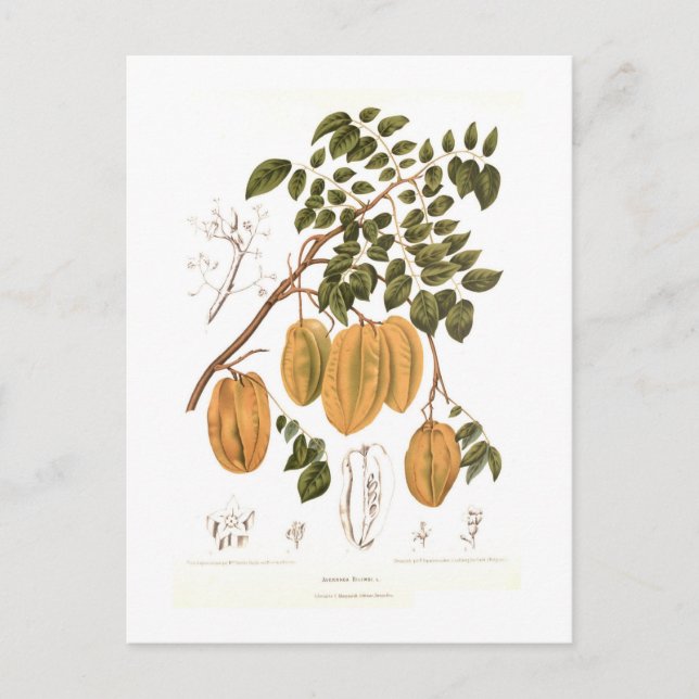 Bilimbi Vykort (Framsida)