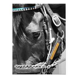 Bill Mott Tävla Stables Fototryck