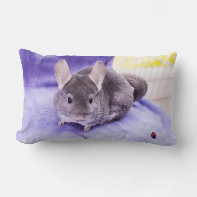 Billig prydnadssak! - Chinchillaen kudder Lumbarkudde (Framsida)