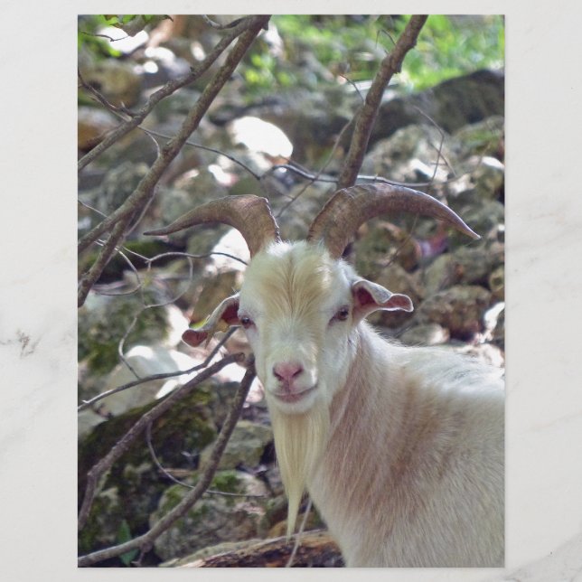 Billy Goat (Framsida)