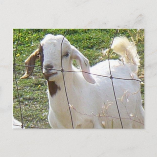 Billy Goat 2 vykort (Framsida)