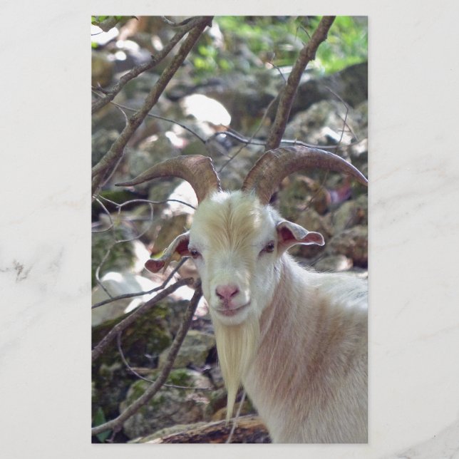 Billy Goat Brevpapper (Framsida)