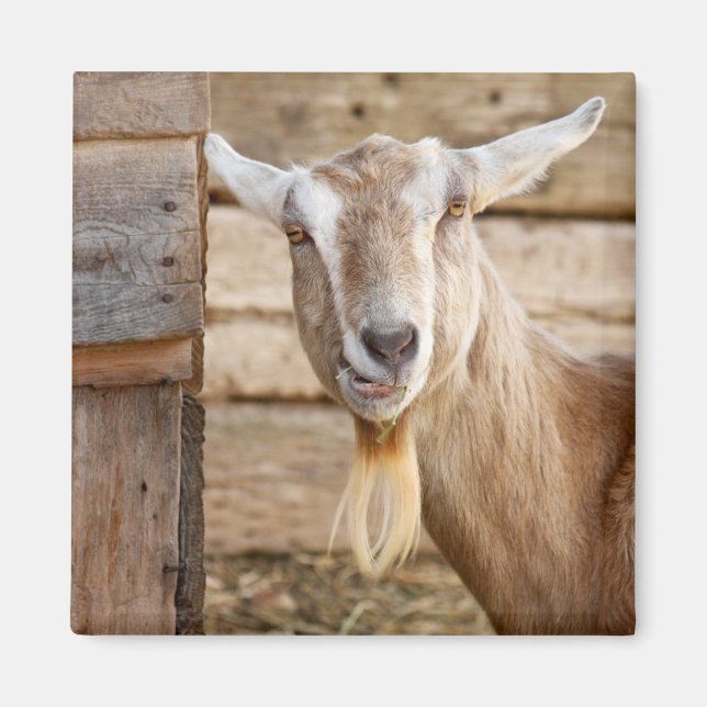 Billy Goat Eating Magnet (Framsidan)