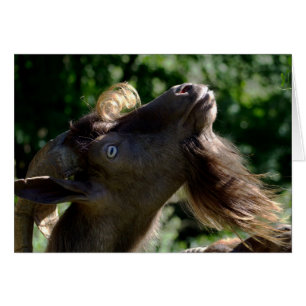 Billy Goat Hälsningskort
