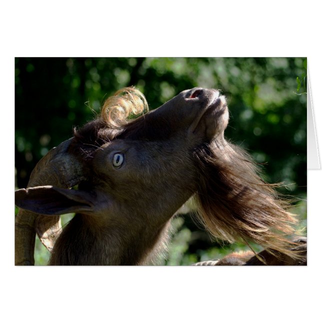 Billy Goat Hälsningskort (Framsidan Horizontal)