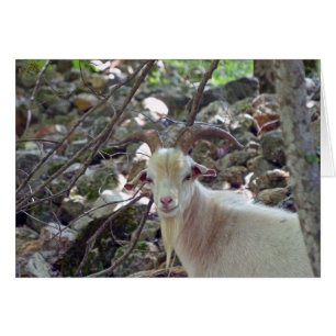 Billy Goat Hälsningskort