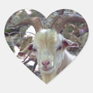 Billy Goat Hjärtformat Klistermärke