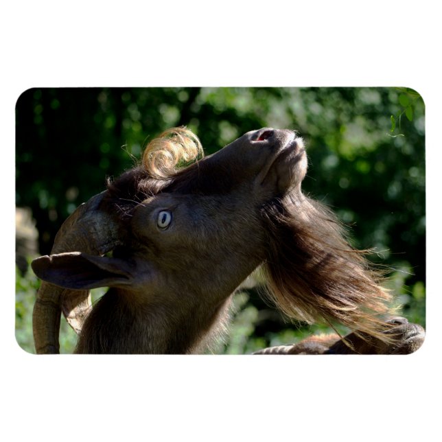 Billy Goat Magnet (Horisontell)