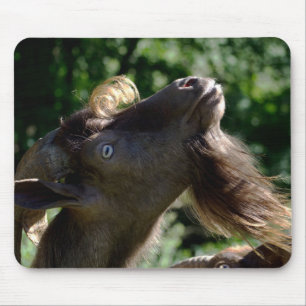 Billy Goat Musmatta