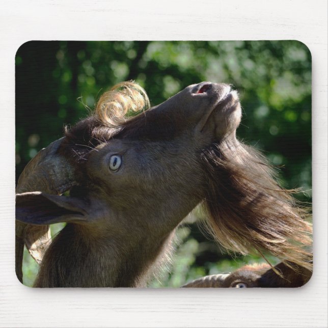 Billy Goat Musmatta (Framsidan)