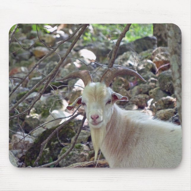 Billy Goat Musmatta (Framsidan)