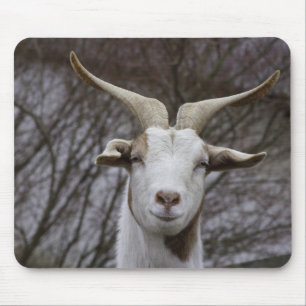 Billy Goat Musmatta