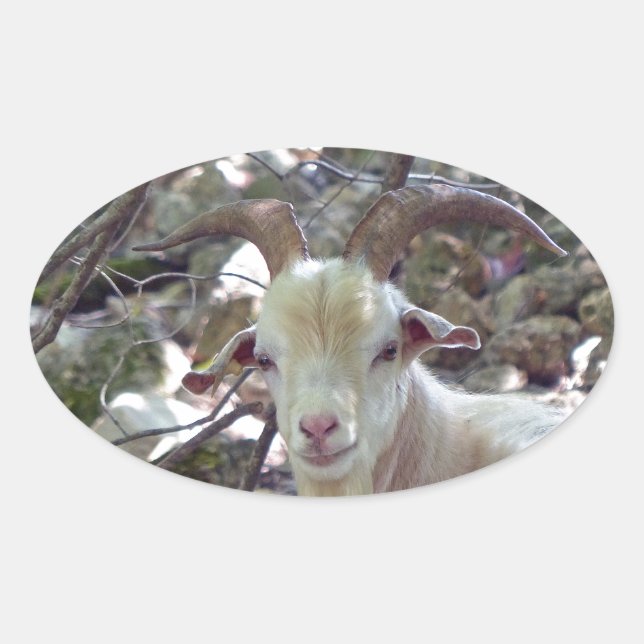 Billy Goat Ovalt Klistermärke (Framsida)