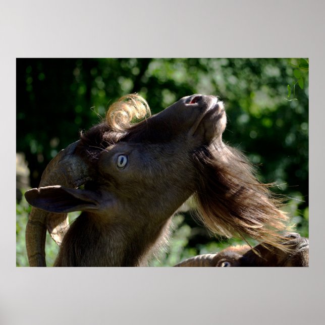 Billy Goat Poster (Framsidan)