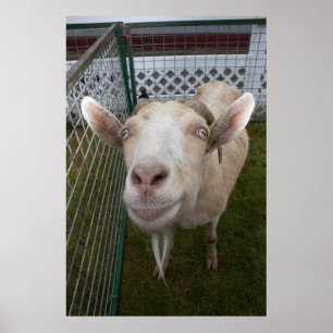 Billy Goat Poster