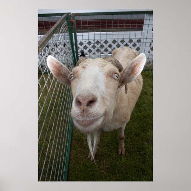 Billy Goat Poster (Framsidan)