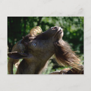 Billy Goat Vykort
