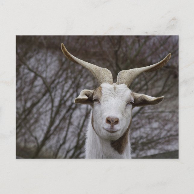 Billy Goat Vykort (Framsida)