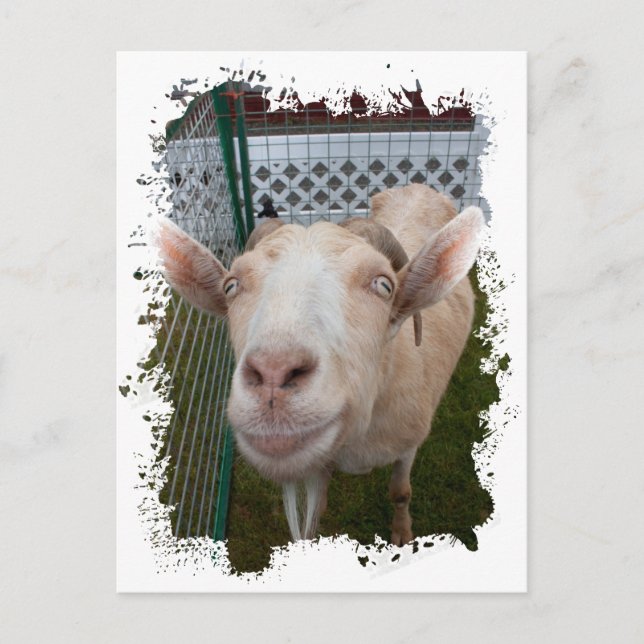 Billy Goat Vykort (Framsida)