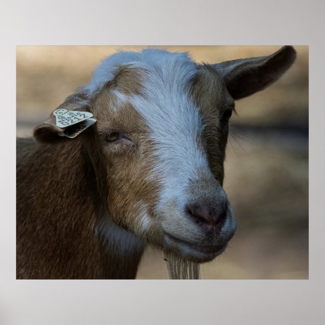 Billy Poster (Framsidan)