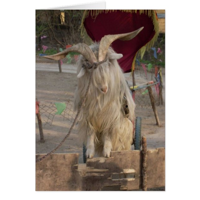 Billy the Goat Card Hälsningskort (Framsidan)