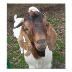 billyget fototryck