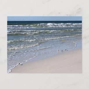 Biloxi Beach Fåglar Naturfotografering Vykort