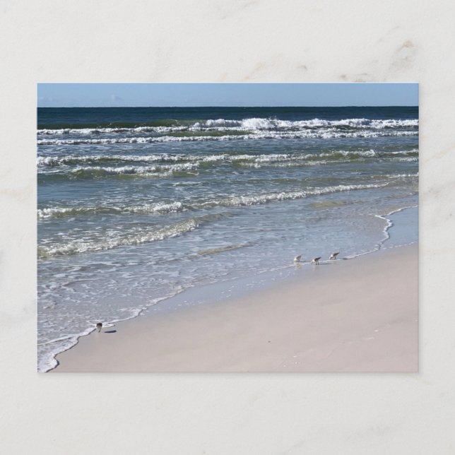 Biloxi Beach Fåglar Naturfotografering Vykort (Framsida)