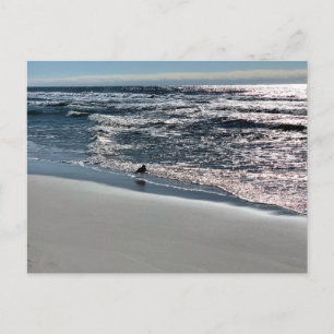 Biloxi Måsfågel Naturfotografi Vykort