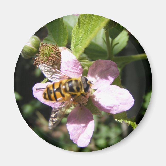 bimagnet magnet (Framsidan)